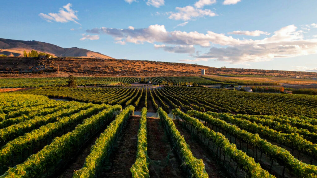 vineyard in the sun