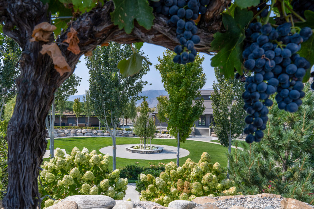 grapes hanging over view of garden